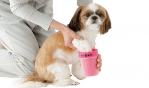 犬の足洗い